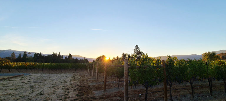 Pebblestone vineyard at sunset