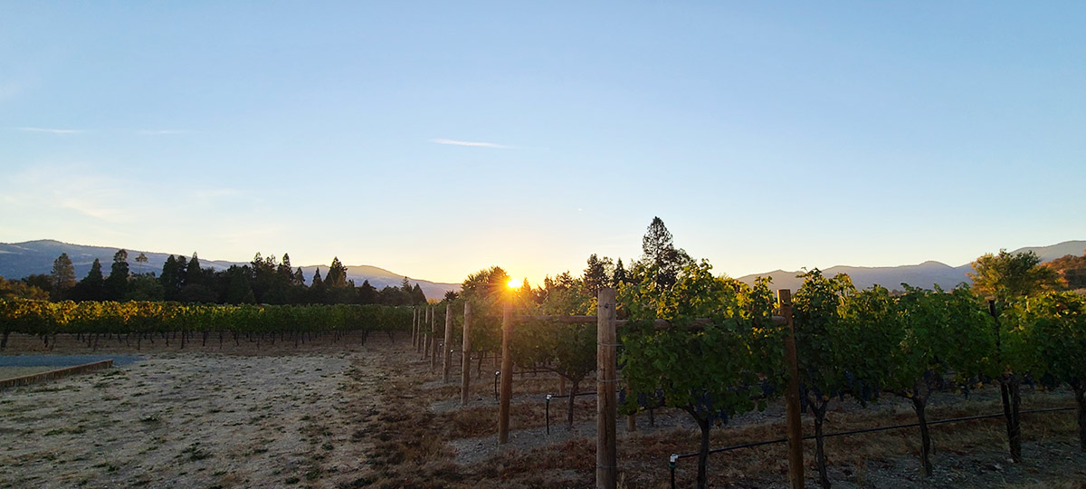 Pebblestone vineyard at sunset