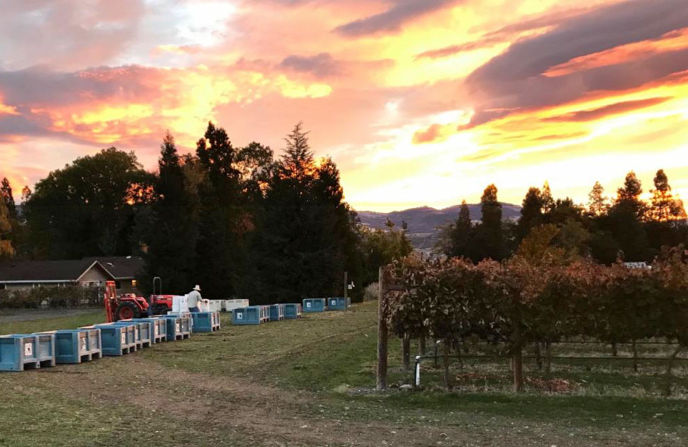 Preparing for harvest at Pebblestone Cellars