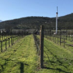 Pebblestone vineyard in winter