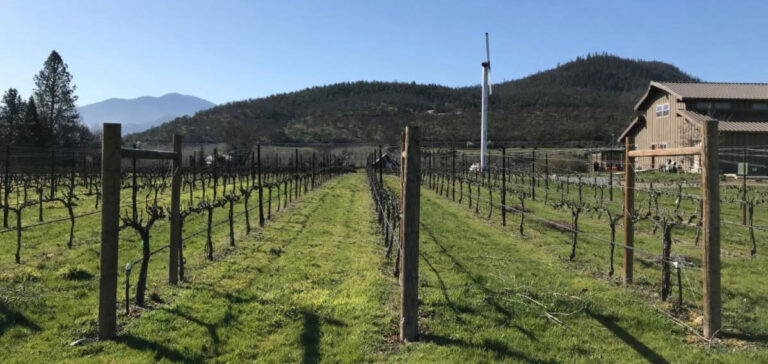 Pebblestone vineyard in winter