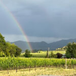 Rainbow in the Vineyard