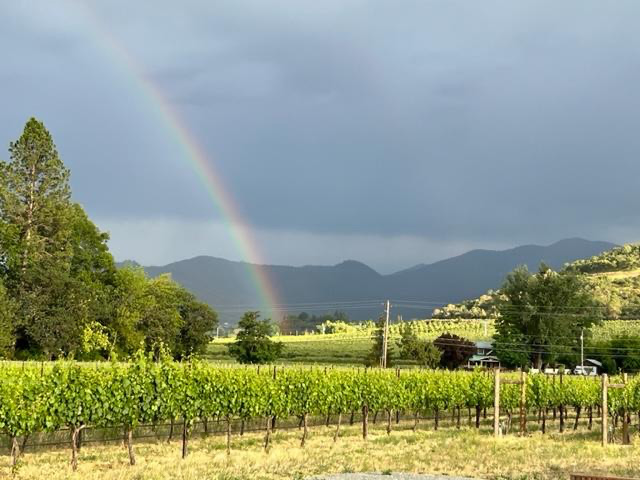 Rainbow in the Vineyard