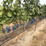 Pebblestone Cellars grapes ready for harvest