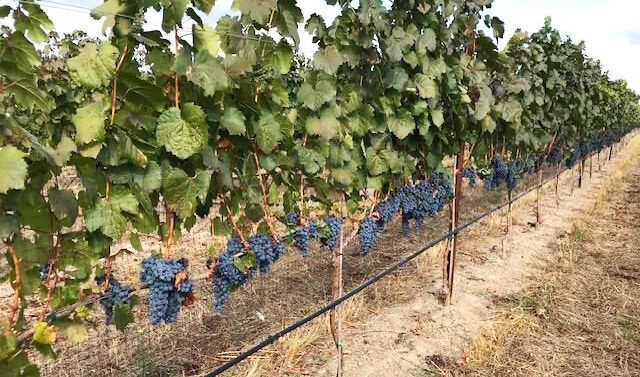 Pebblestone Cellars grapes nearly ready for harvest