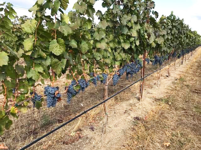 Pebblestone Cellars grapes ready for harvest