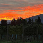 Fiery Sunset at Pebblestone Cellars