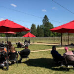 Red umbrellas on the lawn