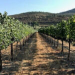 Pebblestone Vineyards 2024