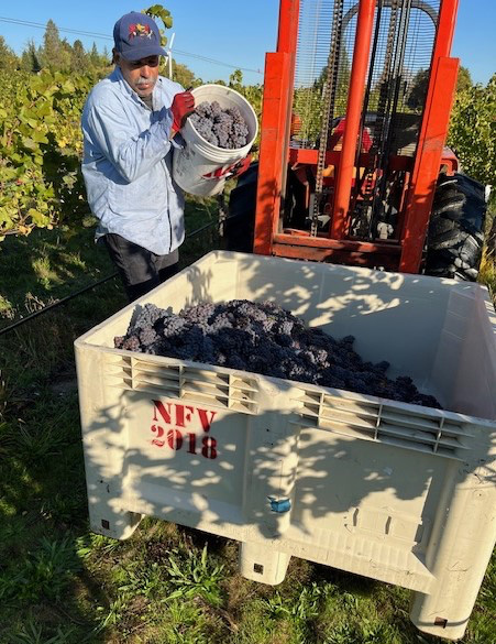 Pebblestone Harvest 2024