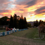 Harvest sunset at Pebblestone Cellars