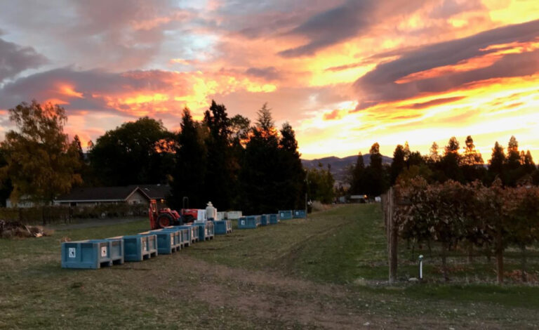 Harvest sunset at Pebblestone Cellars