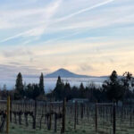 Winter fog in the valley - Pebblestone Cellars