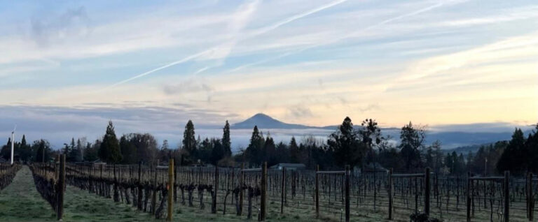 Winter fog in the valley - Pebblestone Cellars