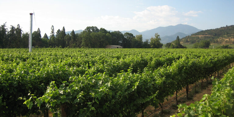 Vineyards at Pebblestone