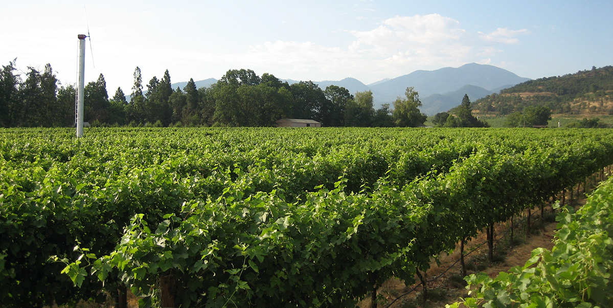 Vineyards at Pebblestone